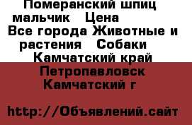 Померанский шпиц, мальчик › Цена ­ 35 000 - Все города Животные и растения » Собаки   . Камчатский край,Петропавловск-Камчатский г.